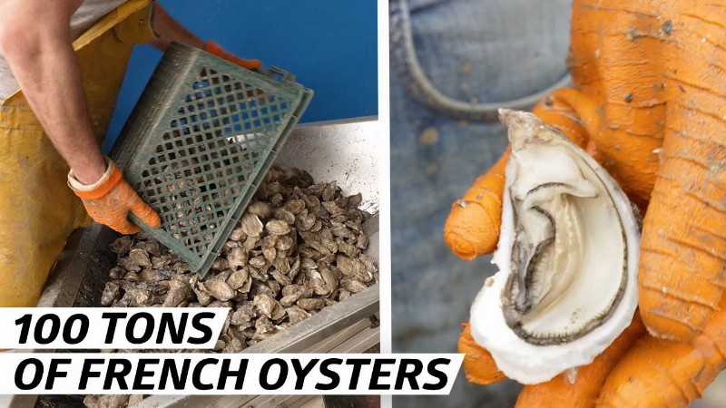 image 0 How A French Oyster Company Harvests 100 Tons Per Year — Vendors
