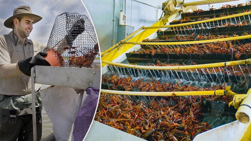 How A Giant Crawfish Farm Harvests 3 Million Pounds Per Year