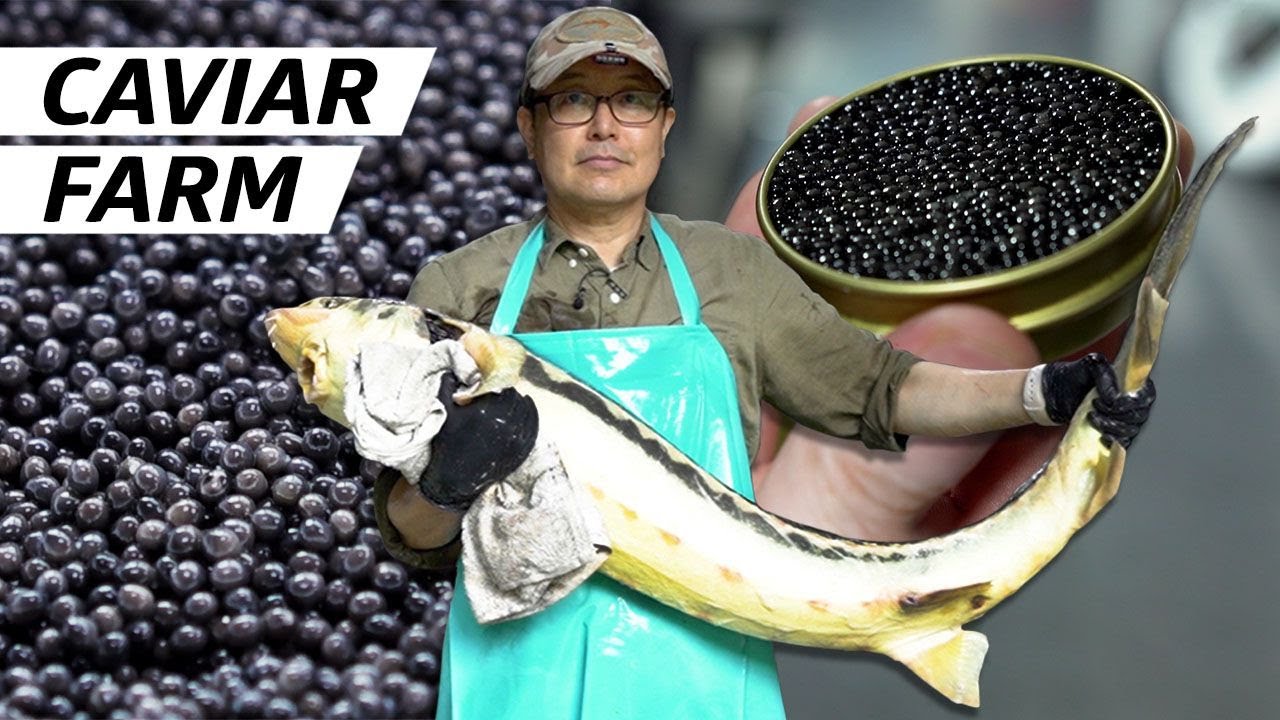 image 0 How A Korean Sturgeon Farm Produces Some Of The World’s Best Caviar — Vendors