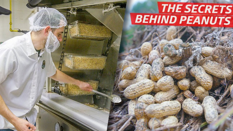 image 0 How A Top American Peanut Company Produces Millions Of Nuts Per Year — Dan Does