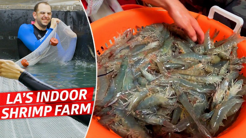 image 0 How America's Biggest Indoor Shrimp Farm Sells 2 Million Shrimp Every Year — Dan Does