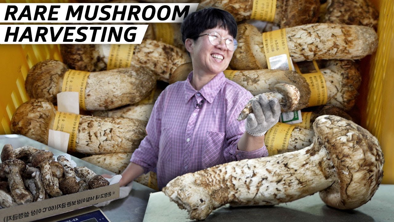 image 0 How Some Of Korea's Most Expensive Mushrooms Are Foraged — Vendors