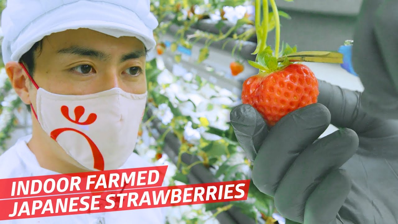 image 0 How This Indoor Vertical Farm Makes Perfect Japanese Strawberries — Vendors