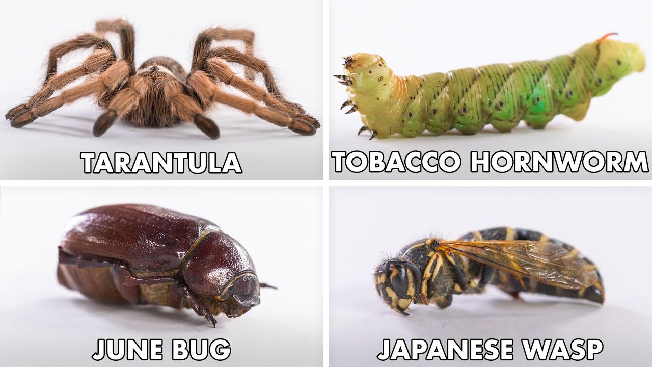 image 0 How To Eat Every Insect : Method Mastery : Epicurious