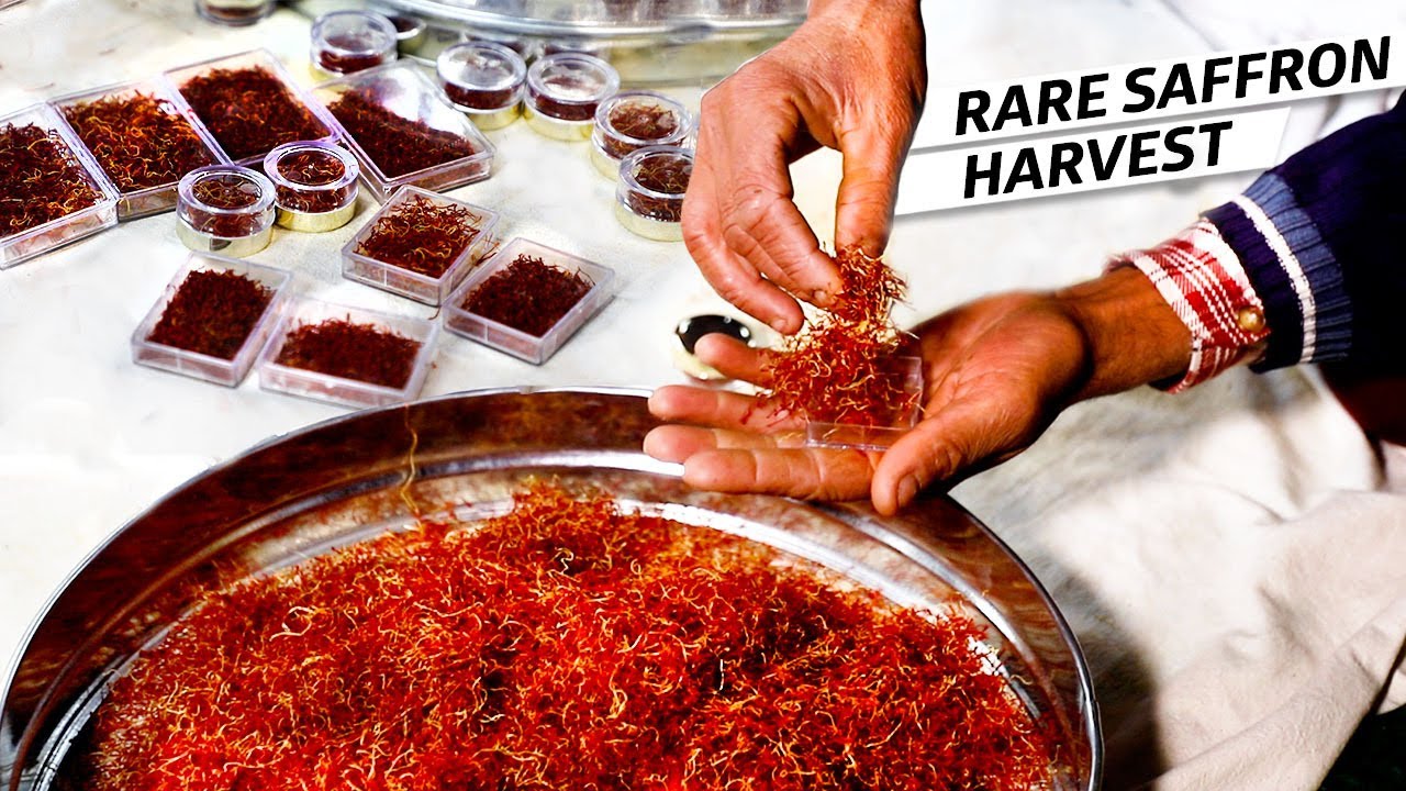 Why Saffron Is So Challenging To Harvest — Vendors